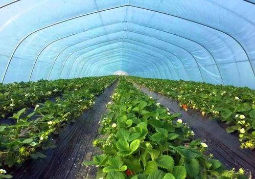 徐州新农人爆料视频,揭秘农村发展新动向 第2张 徐州新农人爆料视频,揭秘农村发展新动向 第2张